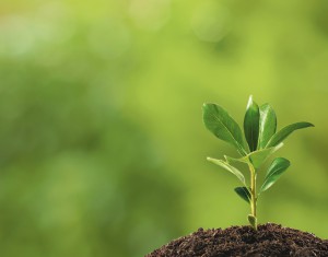 Small plant on pile of soil